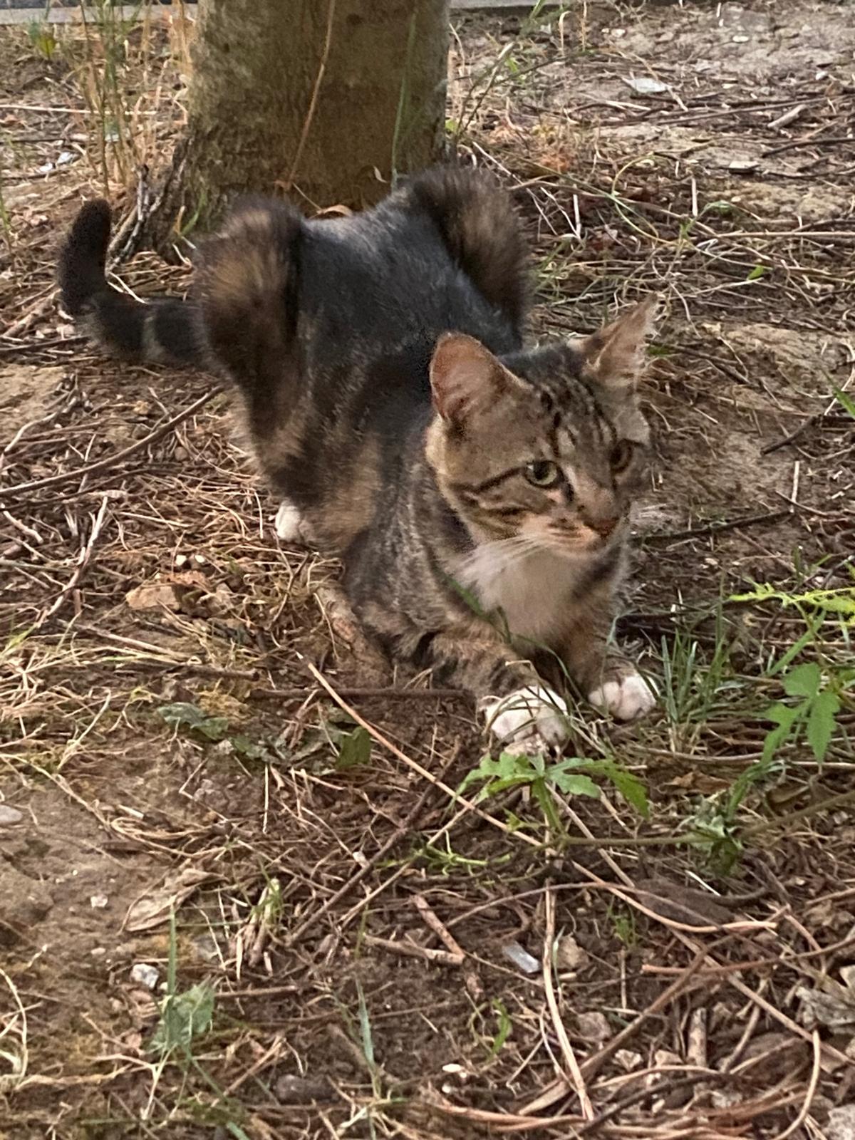 Tigrou