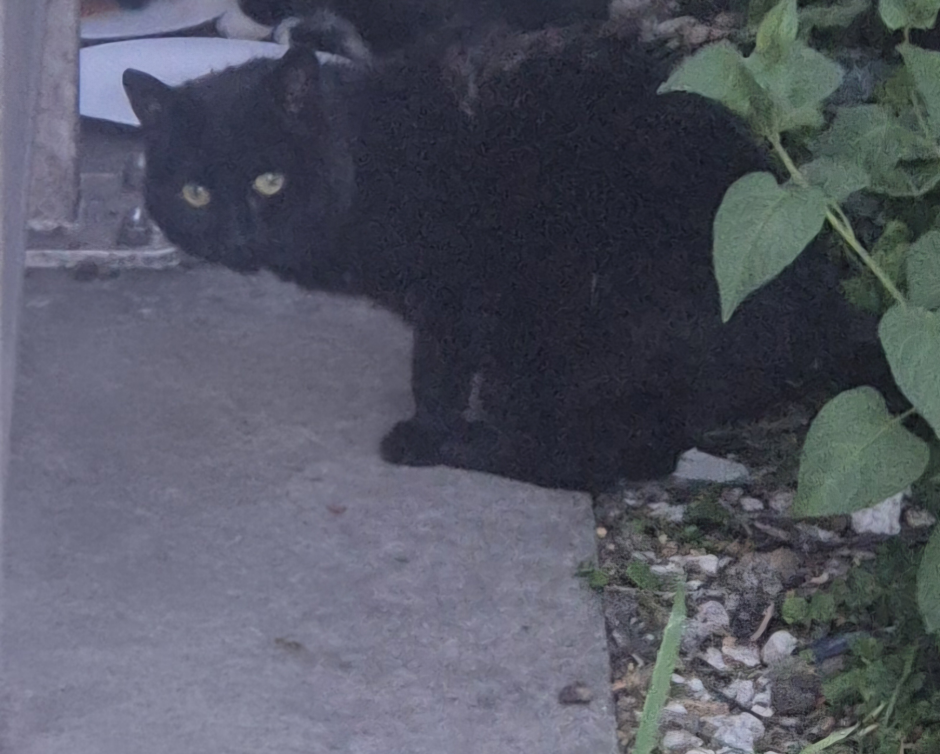 Zorro