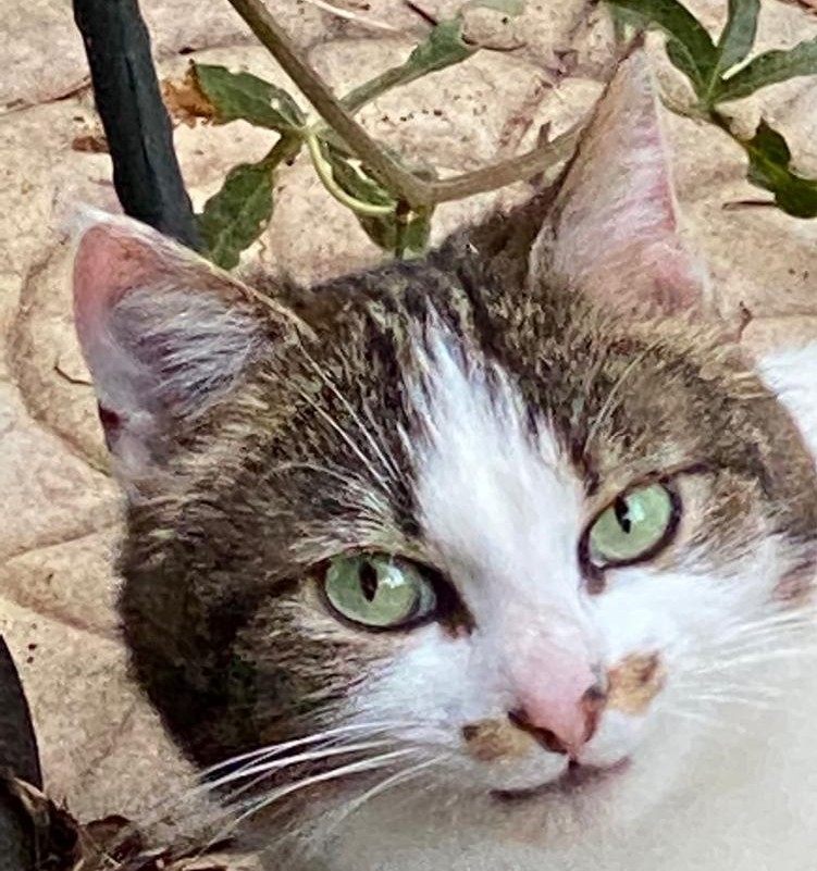 Chats libres